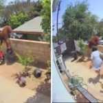 Enorme oso se mete a una casa y ataca a un grupo de perritos; impactante video se hace viral.