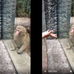¡Quedó impactado! Mono de Chapultepec se hace viral por reaccionar a truco de magia.